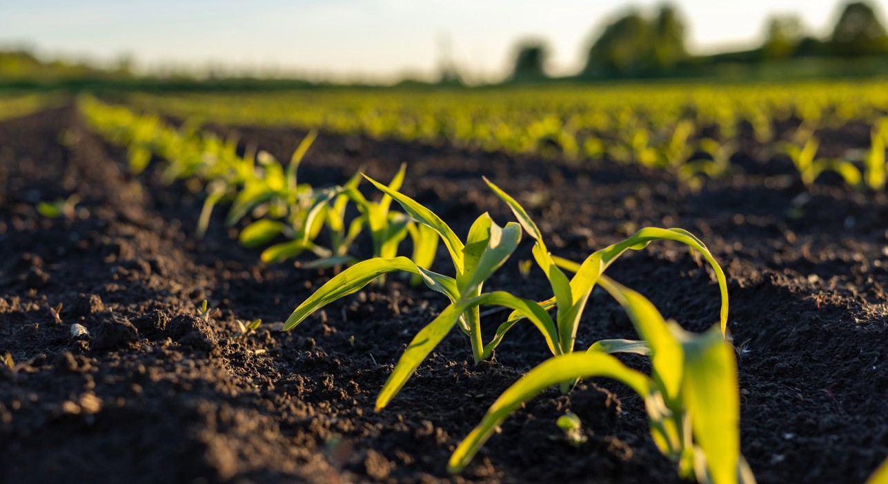 unge-planter-gmo-majs-mark-snip-deposit